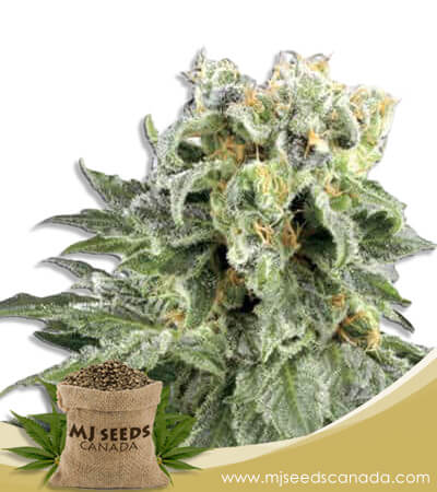 Angel OG Strain Autoflowering Marijuana Seeds