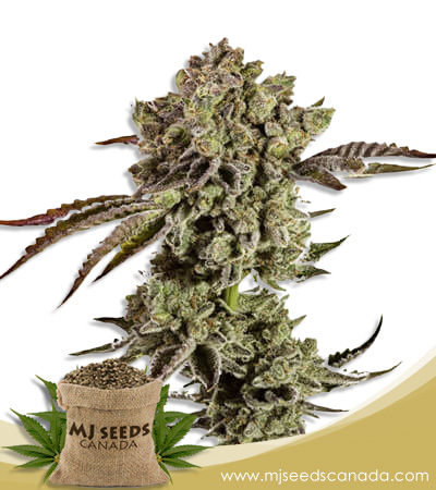 Animal Mint Strain Autoflowering Marijuana Seeds