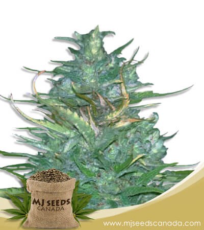 Auto CBD Blueberry 1:16 Strain Feminized Marijuana Seeds