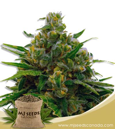 Auto CBD White Widow Strain Feminized Marijuana Seeds