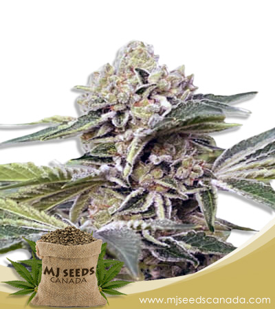 Auto CBDV Strain Feminized Marijuana Seeds