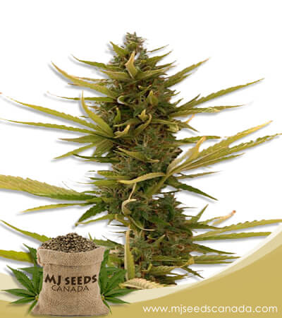 Banana Strain Autoflowering Marijuana Seeds