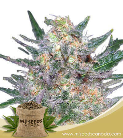 Berry White Strain Feminized Marijuana Seeds