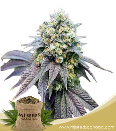 Birthday Cake Strain Feminized Marijuana Seeds