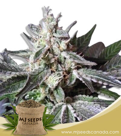 Black Cadillac Strain Autoflowering Marijuana Seeds