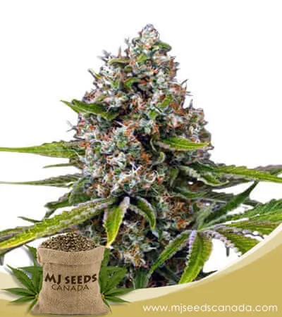 Black Cherry OG Strain Feminized Marijuana Seeds Black Cherry OG Strain Feminized Marijuana Seeds