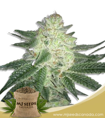 Black Gorilla Strain Feminized Marijuana Seeds