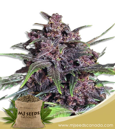 Black Haze Feminized Marijuana Seeds