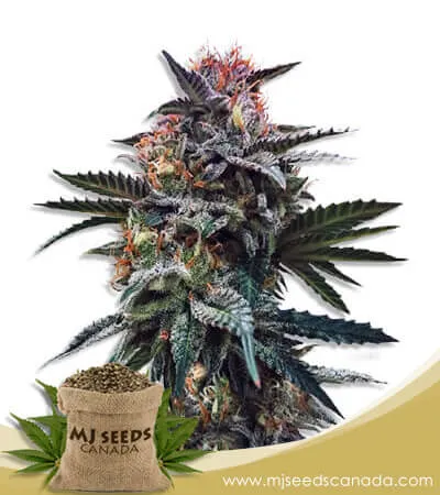 Blood Orange Kush Feminized Marijuana Seeds Blood Orange Kush Feminized Marijuana Seeds