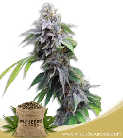 Blue Cookies Strain Feminized Marijuana Seeds