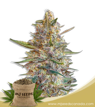 Blueberry Diesel Strain Autoflowering Marijuana Seeds