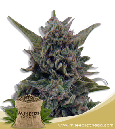 Blueberry OG Strain Feminized Marijuana Seeds