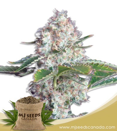 Bubblicious Strain Autoflowering Marijuana Seeds