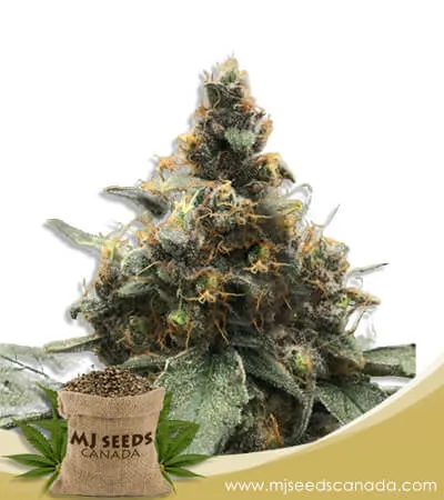 Bubblicious Feminized Marijuana Seeds Bubblicious Feminized Marijuana Seeds