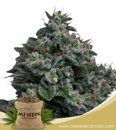 Butter OG Strain Autoflowering Marijuana Seeds