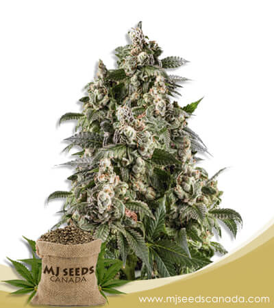 Cafe Racer Strain Feminized Marijuana Seeds