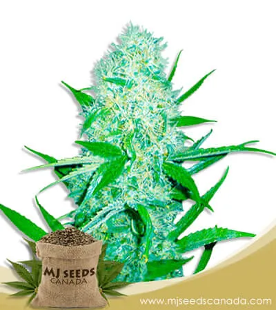 Cali OG Kush x Haze Feminized Marijuana Seeds Cali OG Kush x Haze Feminized Marijuana Seeds