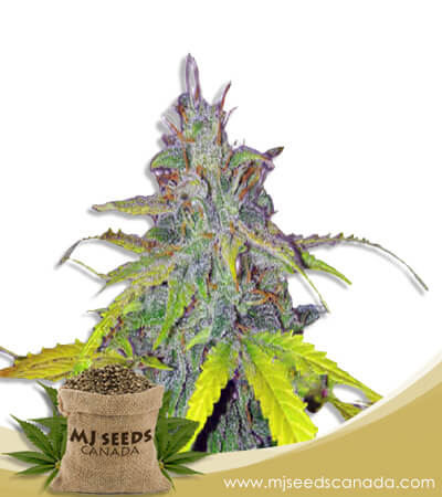 California Orange Strain Autoflowering Marijuana Seeds