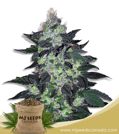 Candy Cane Strain Autoflowering Marijuana Seeds