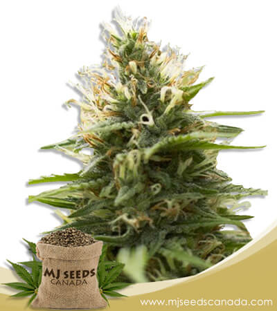 Candy Jack Strain Feminized Marijuana Seeds