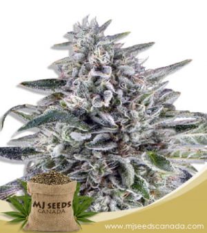 Cereal Milk Strain Autoflowering Marijuana Seeds