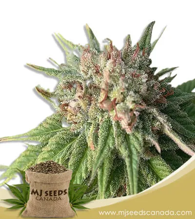 Cherry Blossom Strain Feminized Marijuana Seeds