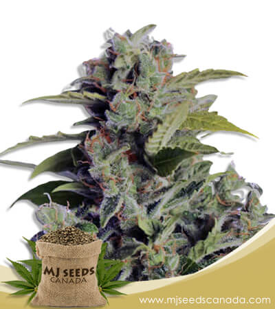 Cherry Cookies Strain Autoflowering Marijuana Seeds