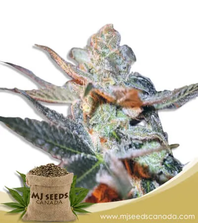 Cherry Lemonade Strain Feminized Marijuana Seeds Cherry Lemonade Strain Feminized Marijuana Seeds