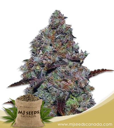 Chocolate Gelato Strain Feminized Marijuana Seeds