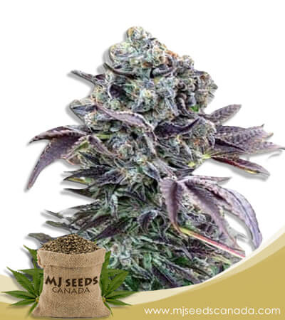 Chunky Monkey Strain Feminized Marijuana Seeds