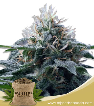 Church OG Strain Autoflowering Marijuana Seeds