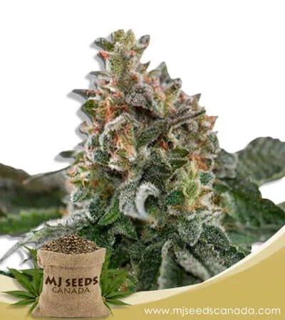 Clementine Strain Feminized Marijuana Seeds