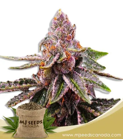 Cookie Crumble Strain Feminized Marijuana Seeds Cookie Crumble Strain Feminized Marijuana Seeds