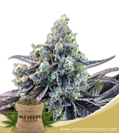 Cookie Dawg Strain Autoflowering Marijuana Seeds