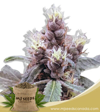 Cookie Monster Strain Autoflowering Marijuana Seeds