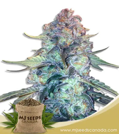 Creamsicle Feminized Marijuana Seeds Creamsicle Feminized Marijuana Seeds