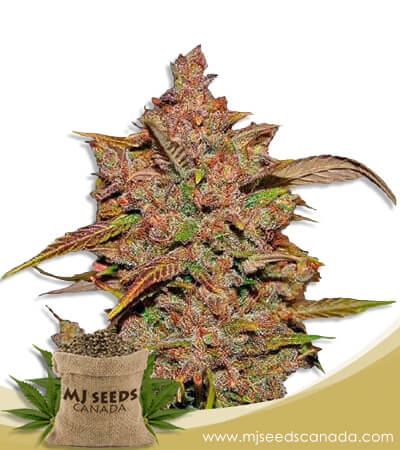 Crystal Strain Autoflowering Marijuana Seeds