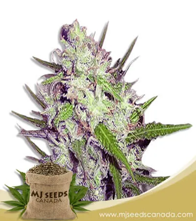 Dark Angel Strain Feminized Marijuana Seeds Dark Angel Strain Feminized Marijuana Seeds