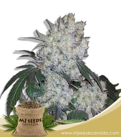 Diamond Kush Autoflowering Marijuana Seeds