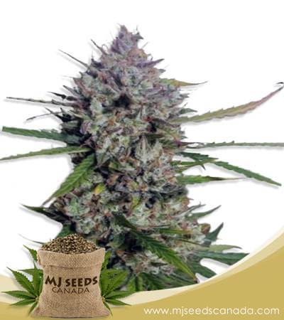 Diesel Berry Strain Autoflowering Marijuana Seeds