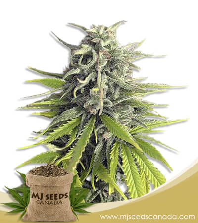 Durban Poison Strain Feminized Marijuana Seeds