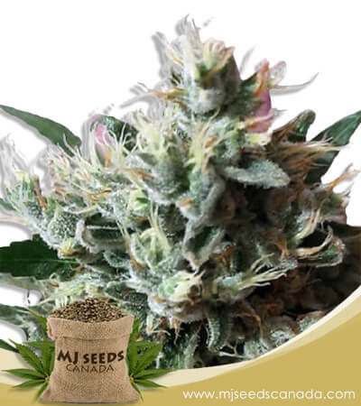 Dutch Dragon Strain Autoflowering Marijuana Seeds