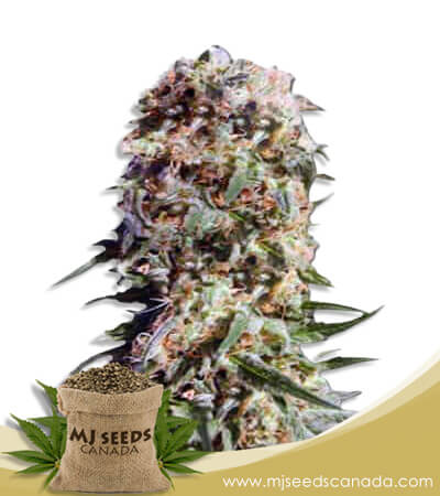 Electric Berry Strain Feminized Marijuana Seeds