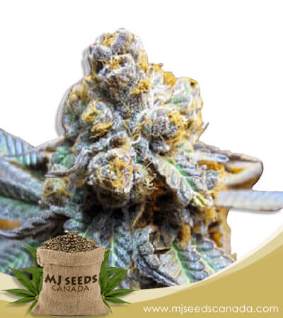 Elephant Strain Autoflowering Marijuana Seeds