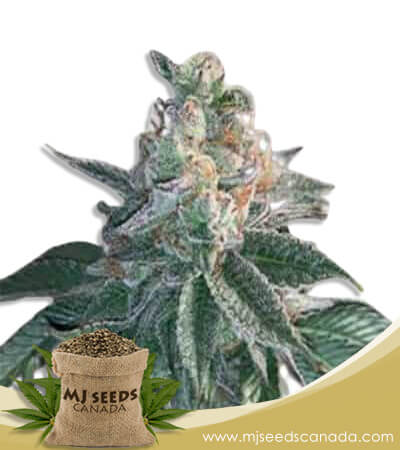 Frosted Zin Strain Autoflowering Marijuana Seeds