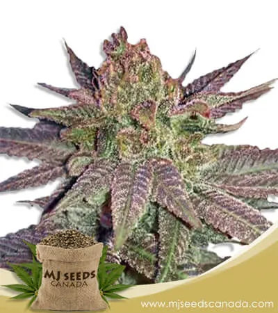 Fruit Circles Strain Feminized Marijuana Seeds Fruit Circles Strain Feminized Marijuana Seeds