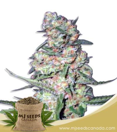 Galaxy Strain Autoflowering Marijuana Seeds