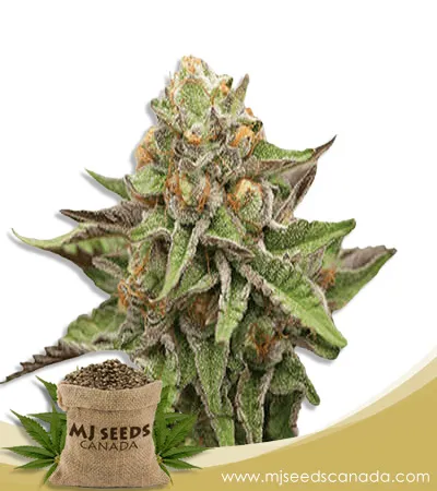 Gelato Strain Feminized Marijuana Seeds Gelato Strain Feminized Marijuana Seeds