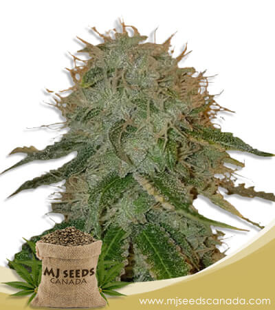 Ghost OG Strain Autoflowering Marijuana Seeds