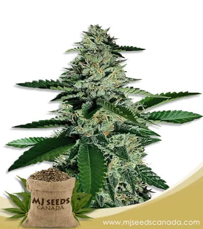 Ghost Train Haze Feminized Marijuana Seeds Ghost Train Haze Feminized Marijuana Seeds